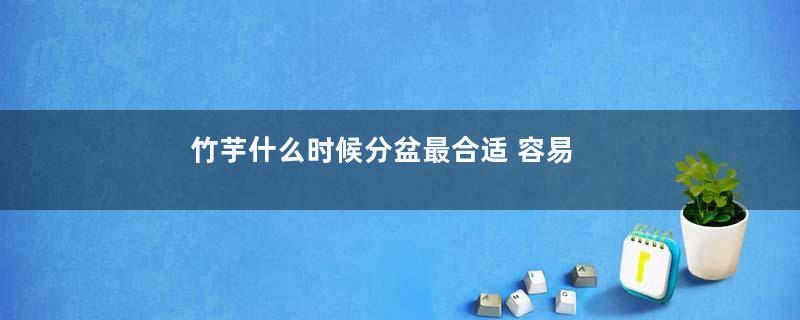 竹芋什么时候分盆最合适 容易成活